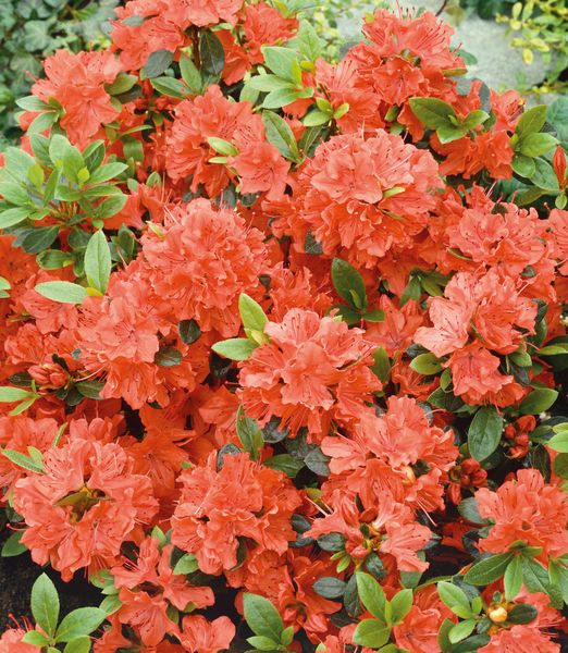 Rhododendron 'Geisha Orange'